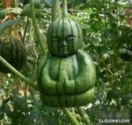 搞笑吃梨瓜