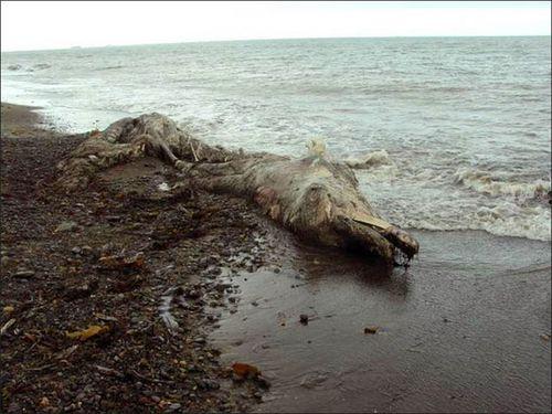 海边不明物体吃瓜,海边不明物体引发全民吃瓜热潮