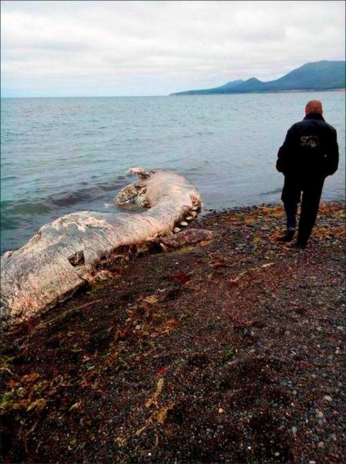 海边不明物体吃瓜,海边不明物体引发全民吃瓜热潮