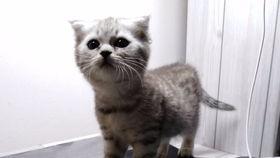 吃瓜的喵头,揭秘娱乐圈那些事儿