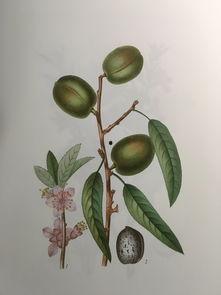 吃瓜场景手绘,一场视觉与味蕾的双重盛宴