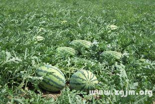 梦见自己瓜地吃瓜,揭秘瓜地吃瓜的神秘寓意