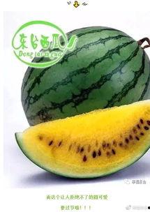 瓜瓜开吃瓜,揭秘娱乐圈的甜蜜与苦涩