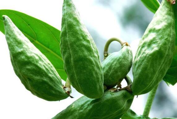 小孩吃牛角瓜,小孩的味蕾探险记