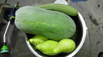 热门吃瓜免费观看,免费观看,一网打尽全网热点!