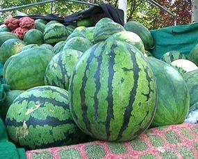 吃瓜和买瓜哪个好,揭秘夏日消暑新选择