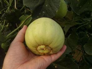 吃瓜和买瓜哪个好,揭秘夏日消暑新选择