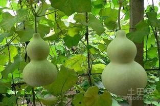 葫芦瓜敢吃吗,葫芦瓜敢吃吗？揭秘葫芦瓜的营养与食用方法